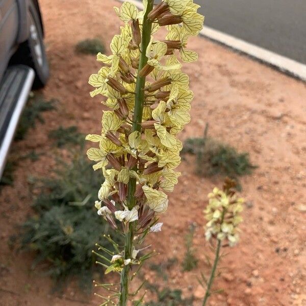 Eruca vesicaria Flower