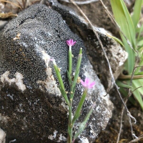 Dianthus nudiflorus Leaf