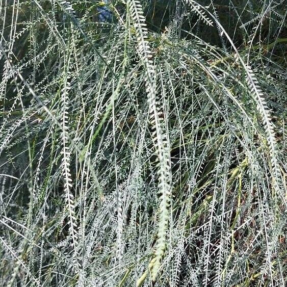 Parkinsonia aculeata ᱥᱟᱠᱟᱢ