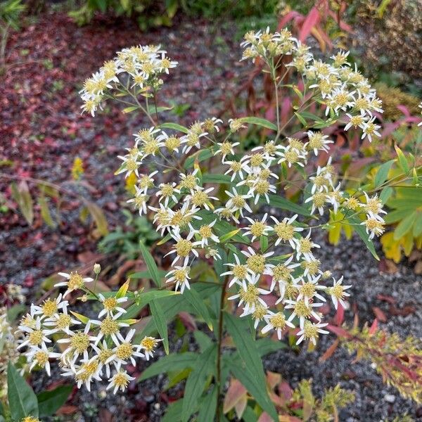 Doellingeria umbellata Fiore