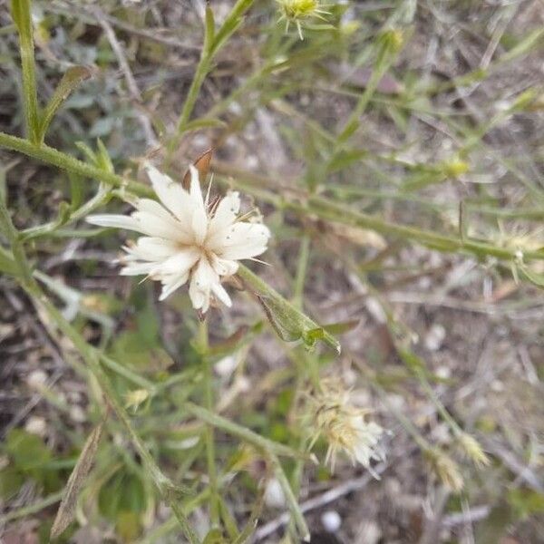 Centaurea diffusa Lorea