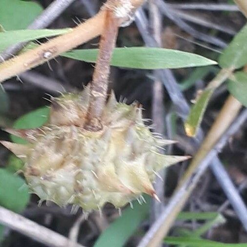 Tribulus terrestris Flower