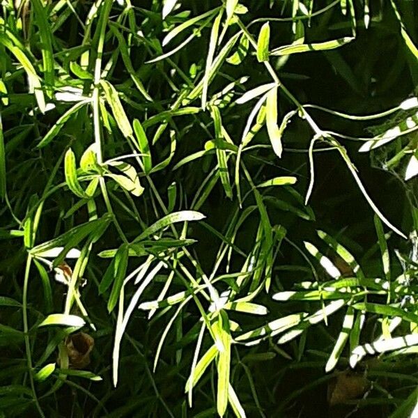 Asparagus falcatus Leaf