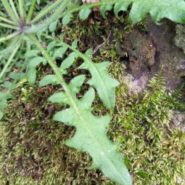 Arabidopsis arenosa Liść