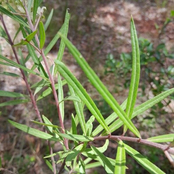 Gomphocarpus fruticosus পাতা