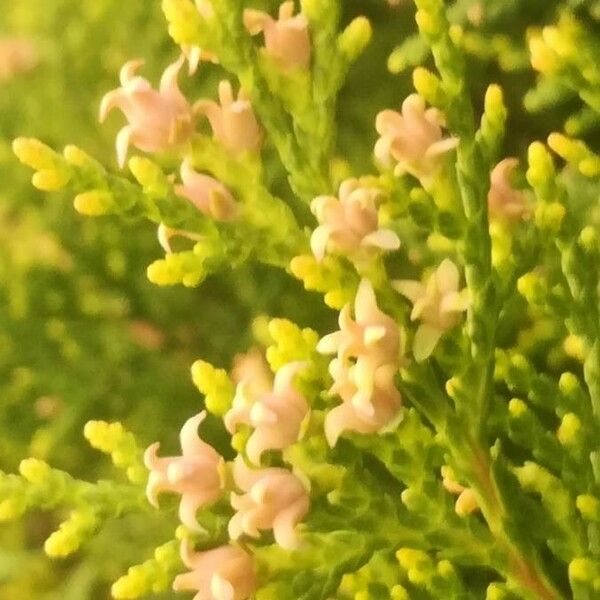 Platycladus orientalis Flower