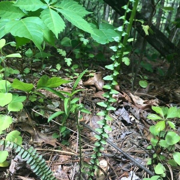 Asplenium platyneuron Hoja