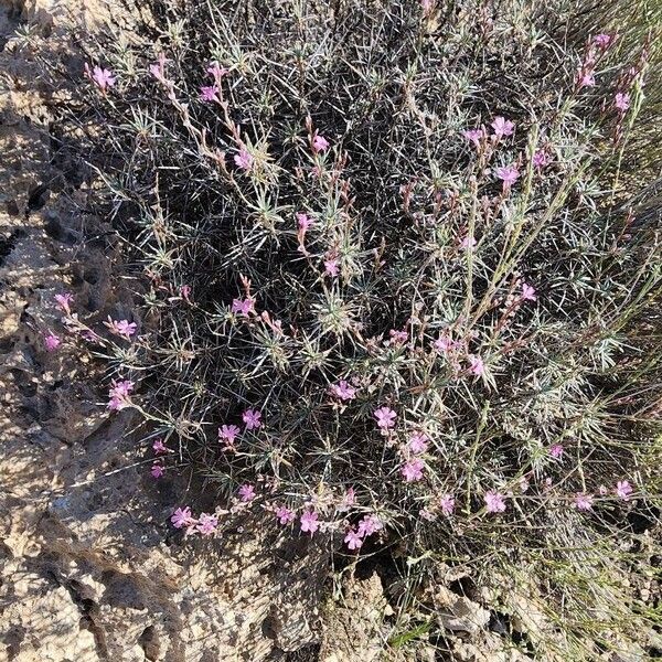 Acantholimon scorpius Habit