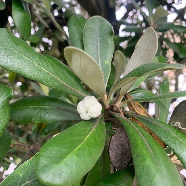 Pittosporum crassifolium Fruit