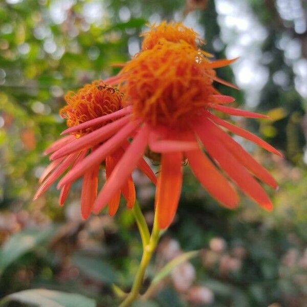 Pseudogynoxys chenopodioides Flower