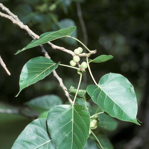 Ficus religiosa Flor