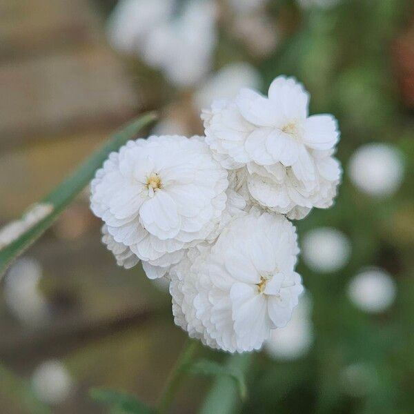 Achillea ptarmica Blomst