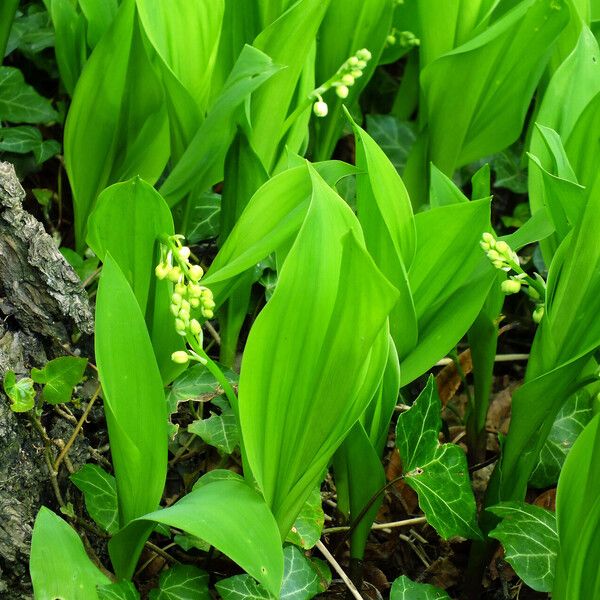 Convallaria majalis Φύλλο