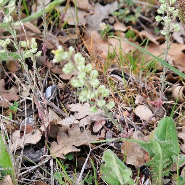 Alyssum alyssoides Flor