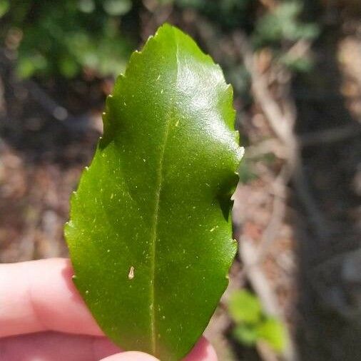 Laurelia sempervirens Leaf