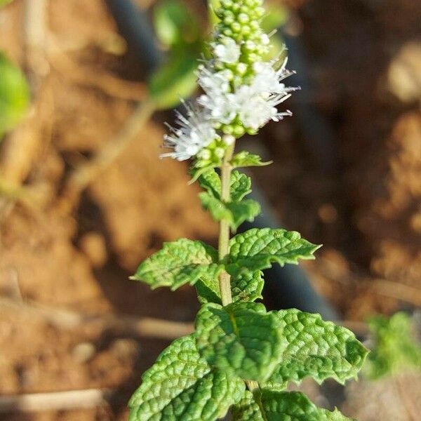 Mentha × rotundifolia Blüte