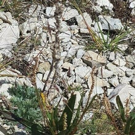 Artemisia genipi Blodyn