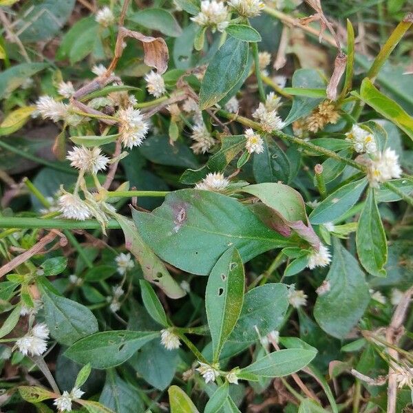 Alternanthera sessilis Lapas