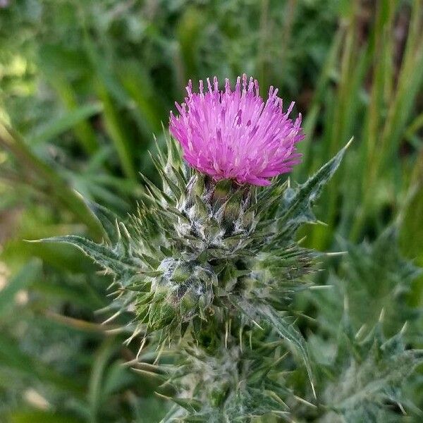 Carduus pycnocephalus Blüte