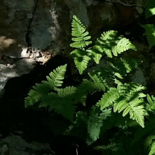 Gymnocarpium robertianum Levél