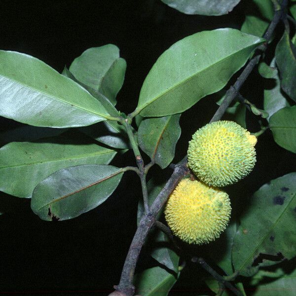 Garcinia madruno ফল