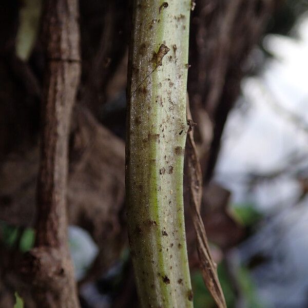 Ceratopteris cornuta Leaf