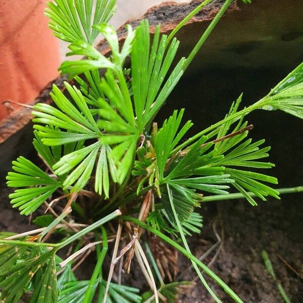 Actiniopteris radiata Leaf