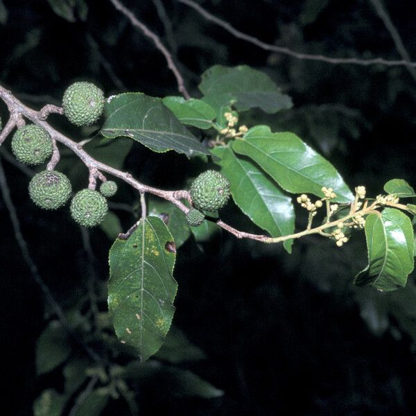 Guazuma ulmifolia Плод