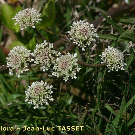 Oenanthe globulosa 花