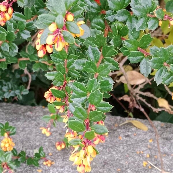 Berberis darwinii Flower