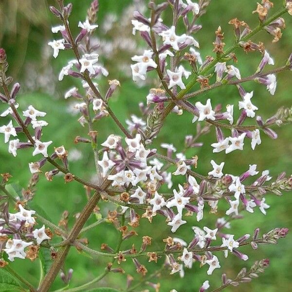 Aloysia citrodora 花