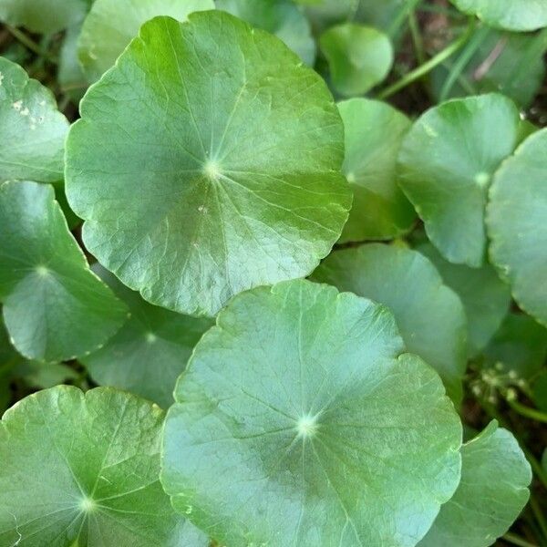 Hydrocotyle verticillata 葉