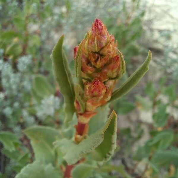 Rumex roseus Flor