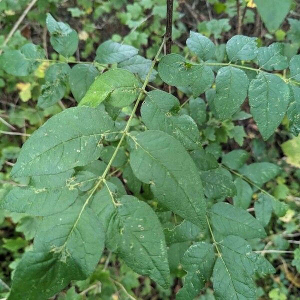 Zanthoxylum americanum Leaf