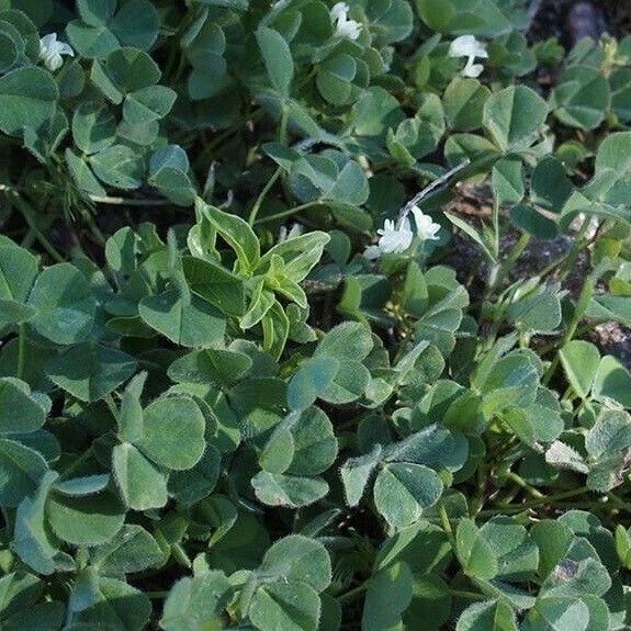 Trifolium subterraneum Агульны выгляд