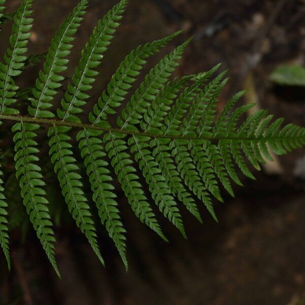 Polystichum setiferum 葉