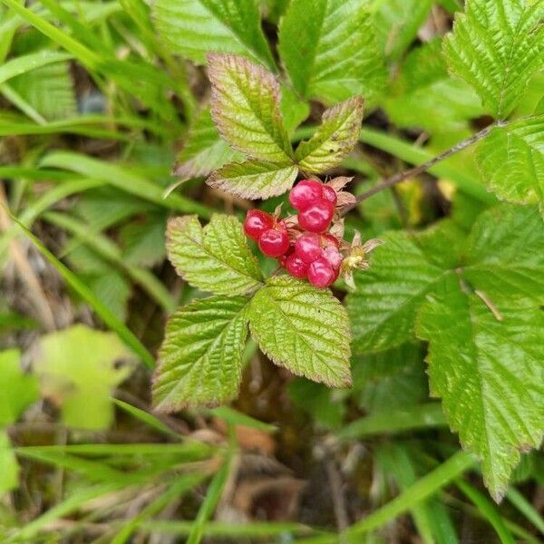 Rubus saxatilis Frukt