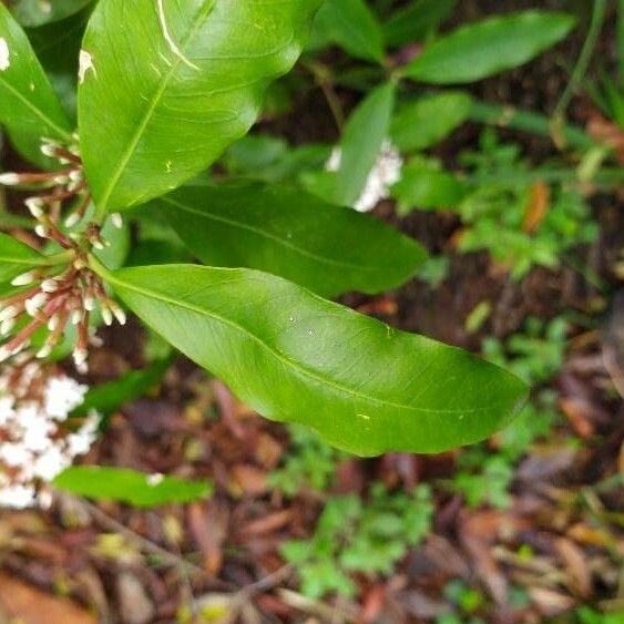 Acokanthera oblongifolia Blatt