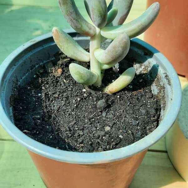 Sedum pachyphyllum Leaf