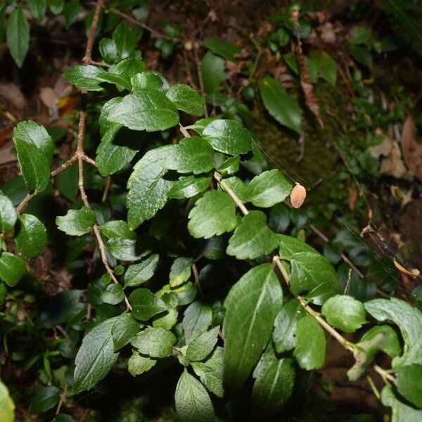 Mitraria coccinea Folio