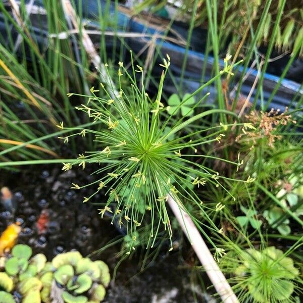 Cyperus haspan Flors