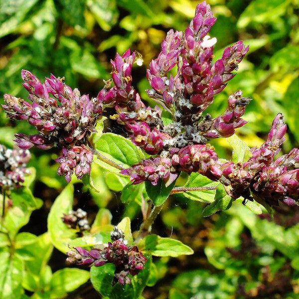 Origanum vulgare Kvet