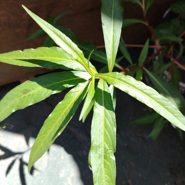 Persicaria maculosa Leht