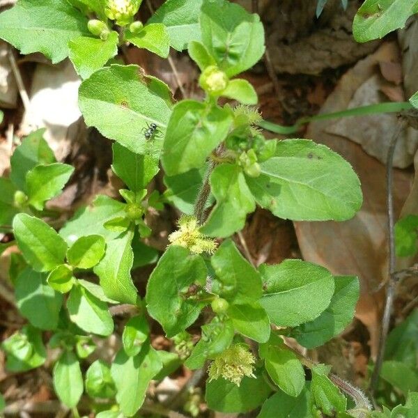 Acanthospermum australe 整株植物