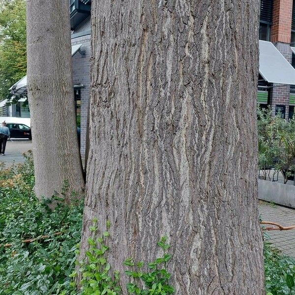 Ailanthus altissima Bark