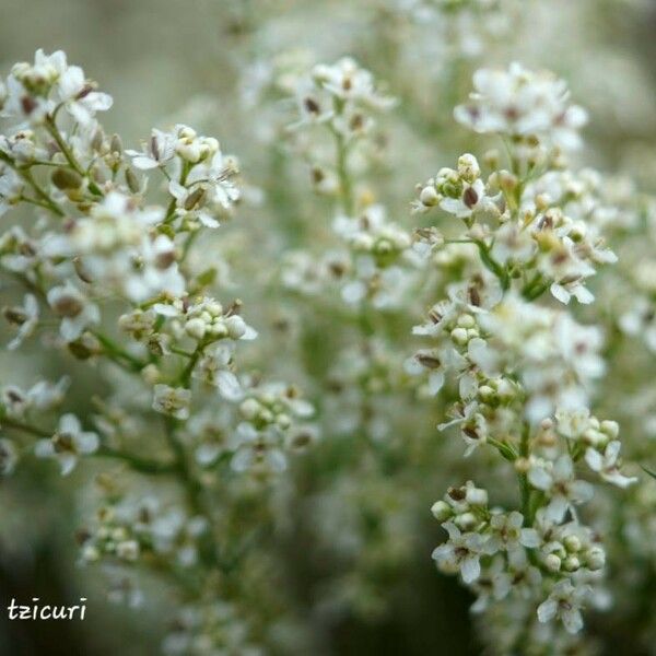 Lepidium latifolium Õis