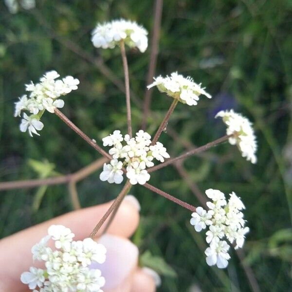 Torilis arvensis Lorea