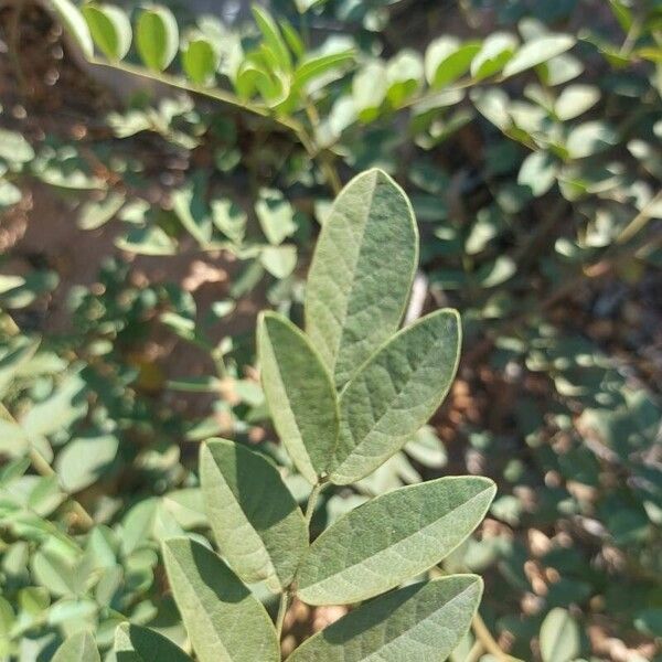 Glycyrrhiza glabra Blad