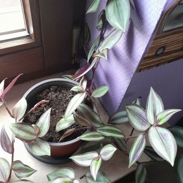 Tradescantia zebrina ഇല