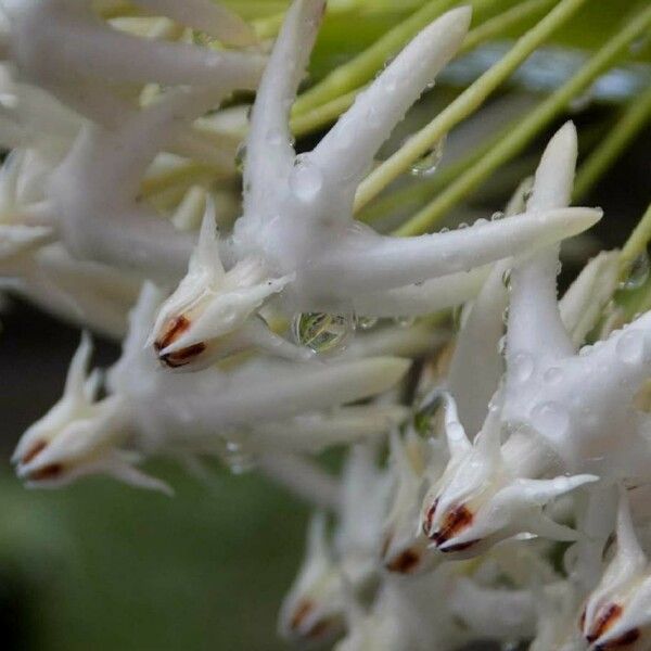 Hoya multiflora 花